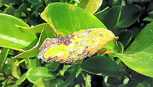 Heavy infection on a beach cherry. The disease is now widespread in the Gympie area. Heavy infection on a beach cherry. The disease is now widespread in the Gympie area.